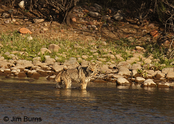 Coyote bathing