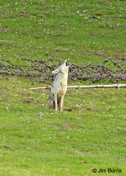 Coyote calling