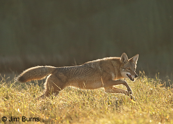 Coyote chases rabbit