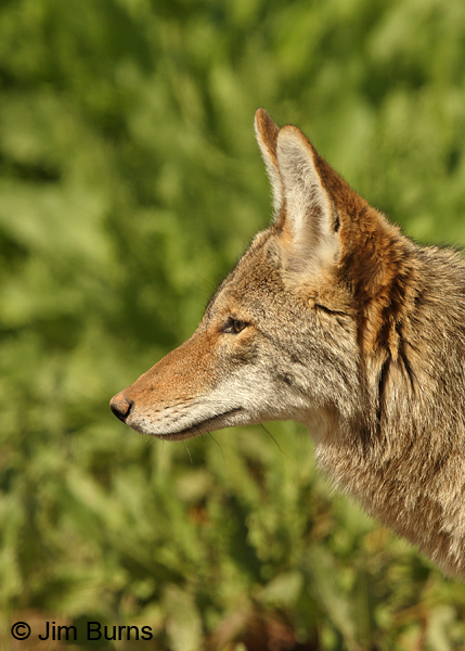 Coyote head shot