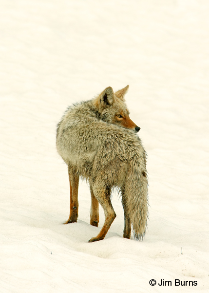 Coyote on snow