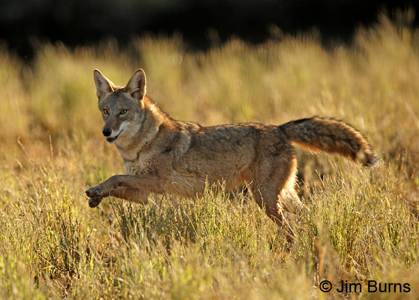 Coyote sees rabbit