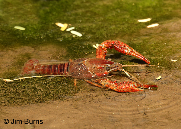 Crayfish under water