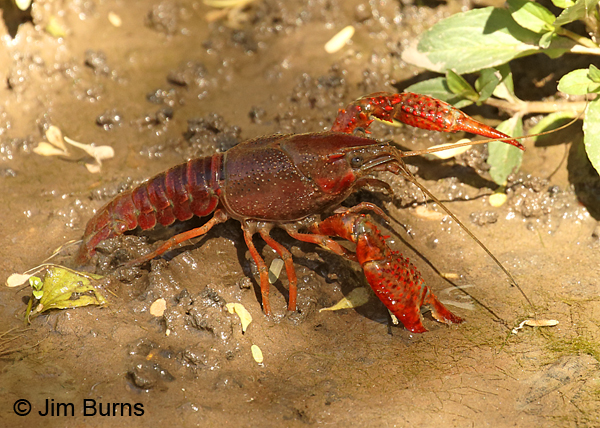 Crayfish