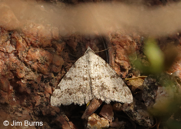 Creosote Moth on red rocks, Arizona