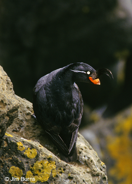 Crested Auklet