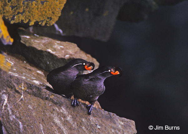 Crested Auklets