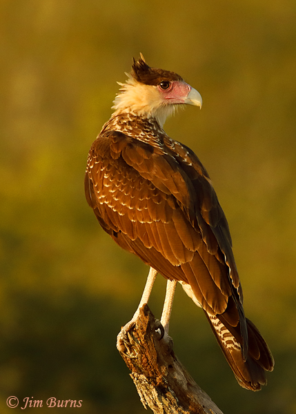 Crested Caracara sunrise juvenile--8900
