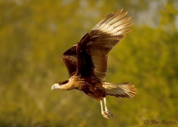 Crested Caracara juvenile underwing in greenery--8905