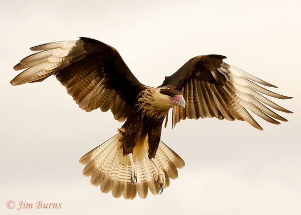 Crested Caracara juvenile