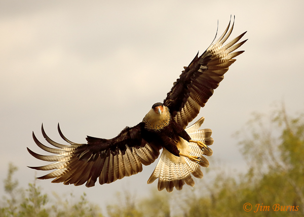 Crested Caracara adult incoming wingspread--9041