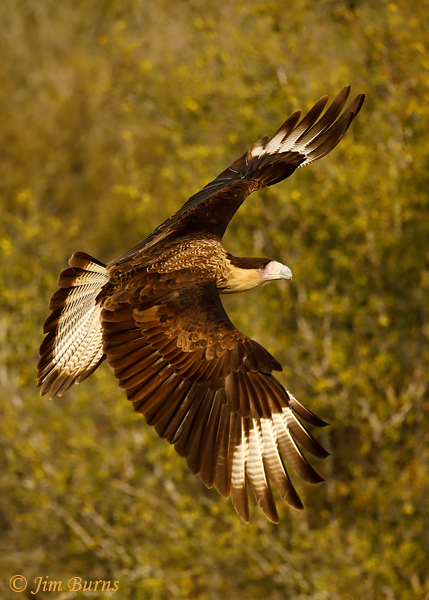Crested Caracara juvenile overwing in greenery--9081