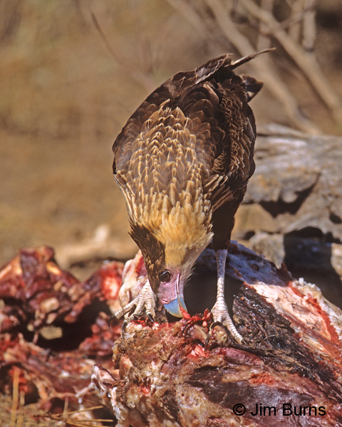 Crested Caracara juvenile on road killed javelina