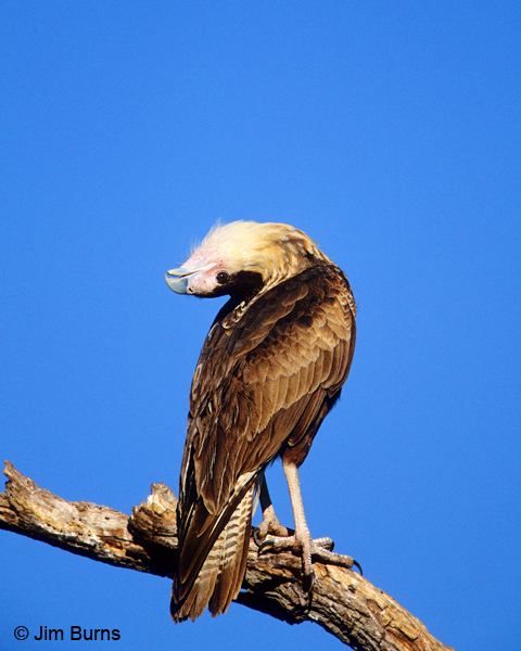 Crested Caracara juvenile calling with head throw