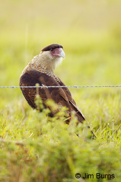 Crested Caracara juvenile in field