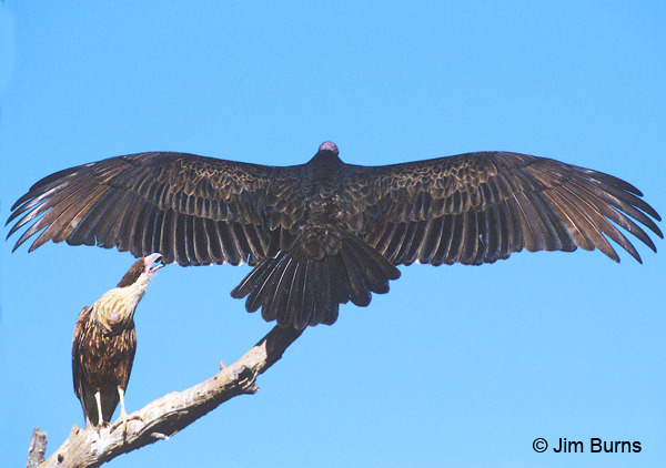 Crested Caracara juvenile pulling feathers