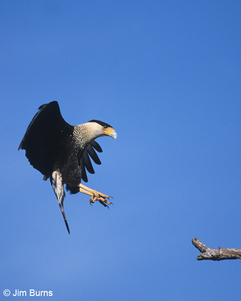 Crested Caracara landing