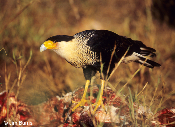 Crested Caracara on deer carcass