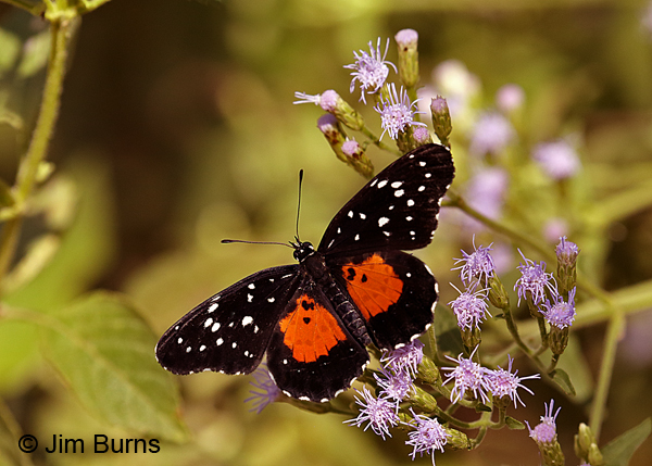 Crimson Patch #2 on Crucita, Texas