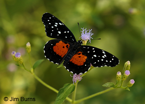 Crimson Patch on Crucita, Texas
