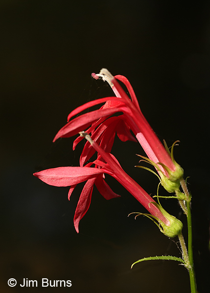 Crimson Sage, Arizona