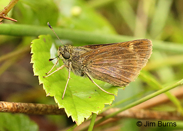 Crossline Skipper, Pennsylvania