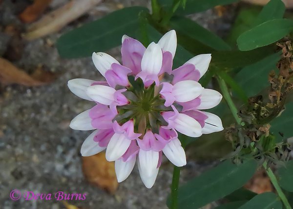 Crown Vetch, Virginia