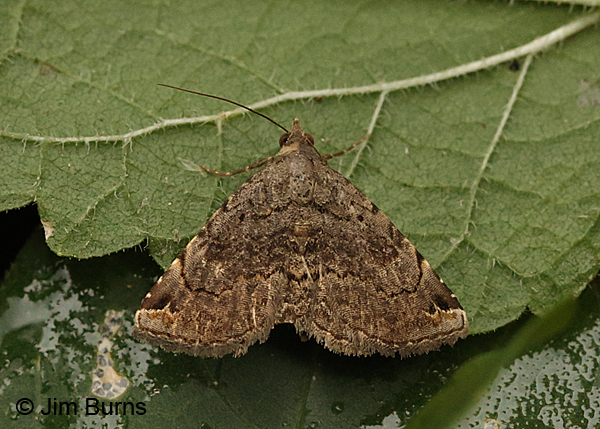 Cruel Toxonprucha Moth 3, Arizona