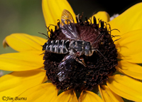 Cuckoo Bee, Boyce Thompson Arboretum, Arizona--8676
