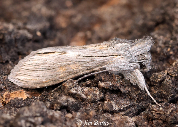 Cucullia laetifica, Arizona--6114