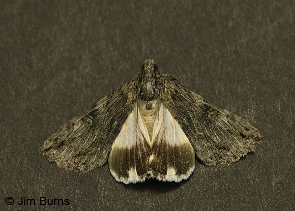 Cucullia antipoda, Arizona