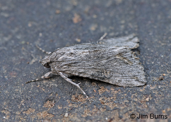 Cucullia antipoda dorsolateral view, Arizona
