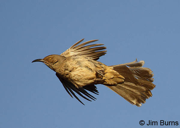 Curve-billed Thrasher ventral
