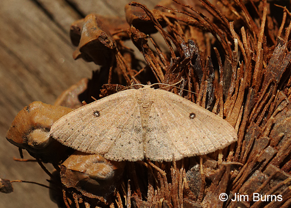 Cyclophora dataria, Arizona