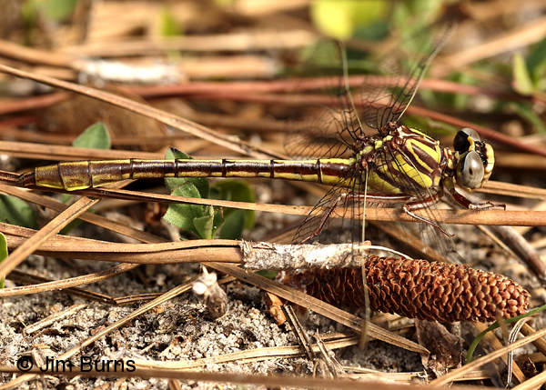 Cypress Clubtail female, Alachua Co., FL, March 2017