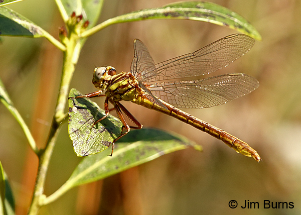 Cypress Clubtail female #2, Alachua Co., FL, March 2017