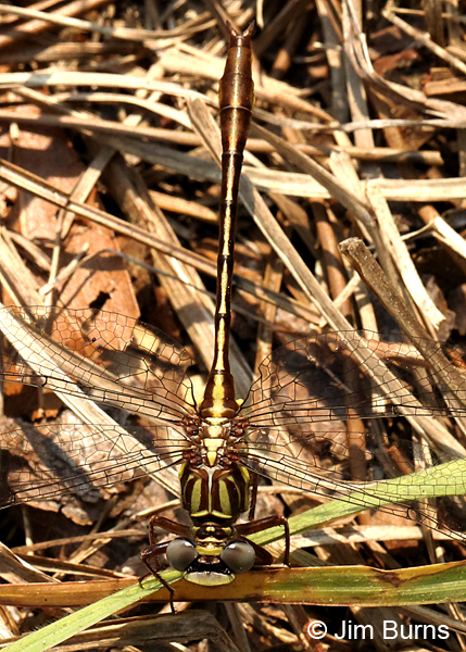 Cypress Clubtail male dorsal view, Alachua Co., FL, March 2017