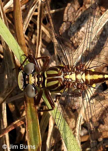 Cypress Clubtail male top shot showing double cell row in trigonal interspace and concave occiput, Alachua Co., FL, March 2017