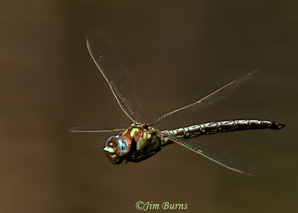 Cyrano Darner male, Dorchester Co., SC, April 2025--7194