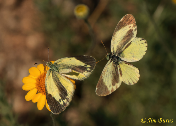 Dainty Sulphurs negotiations, Arizona--3758