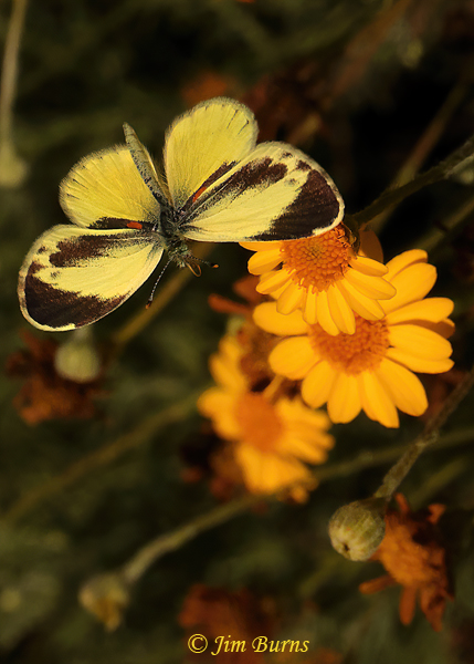 Dainty Sulphur male in flight over sunflowers, Arizona--3824
