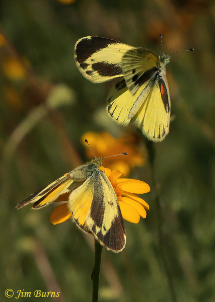 Dainty Sulphur negotiations, Arizona #2--4122