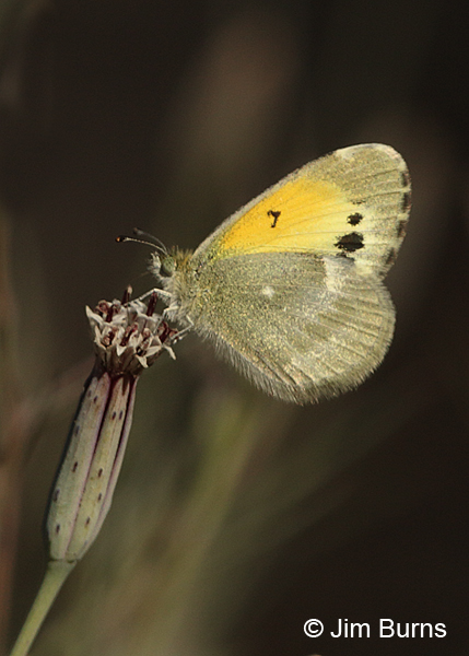 Dainty Sulphur winter form vertical, Arizona