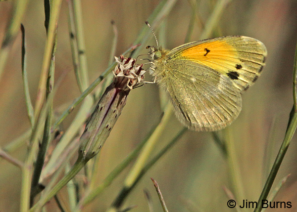 Dainty Sulphur winter form horizontal, Arizona