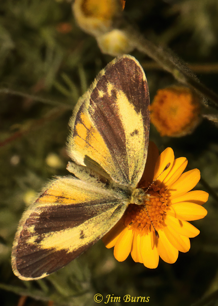 Dainty Sulphur on Desert Sunflower #3, Arizona--3862