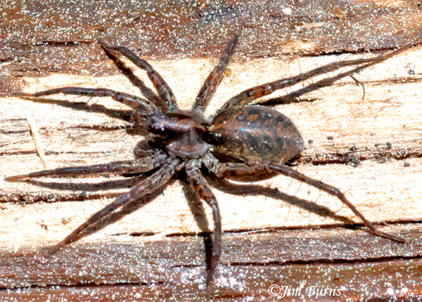 Dark Fishing Spider, Arizona--7147