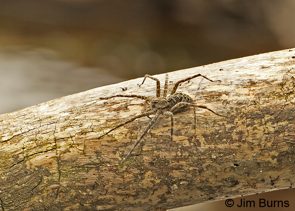 Dark Fishing Spider
