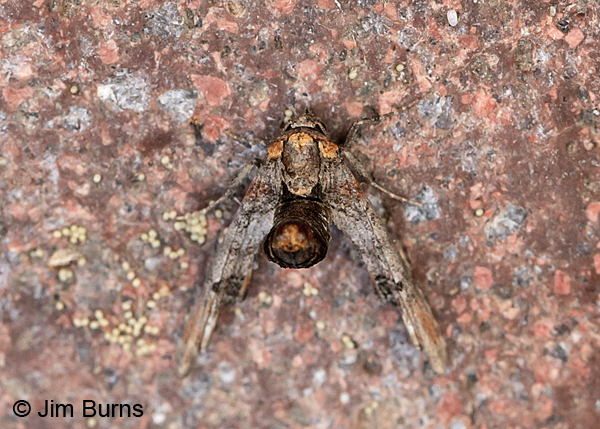 Dark Marathyssa Moth dorsal view, Arizona