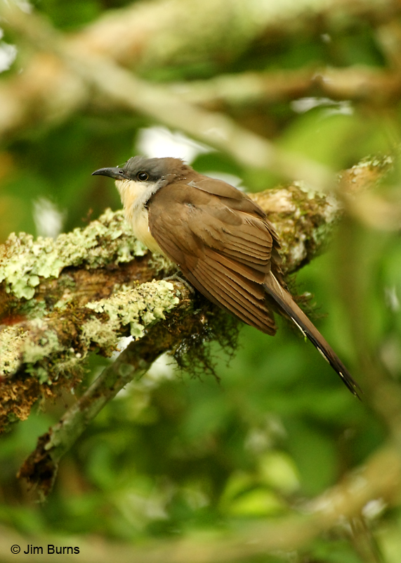 Dark-billed Cuckoo