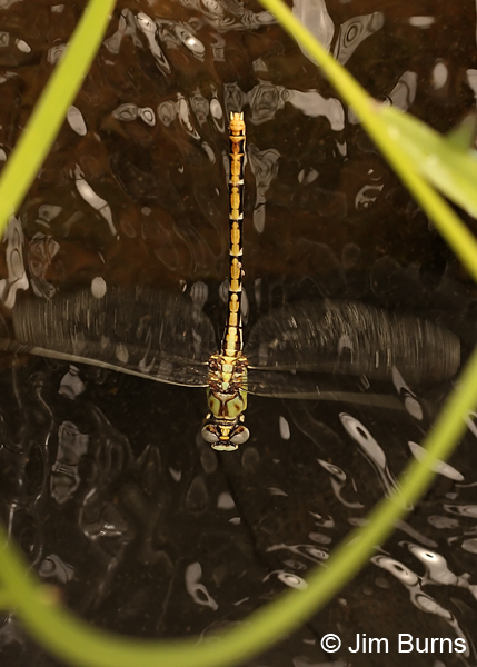 Dashed Ringtail female in flight, Grant Co., NM, August 2012